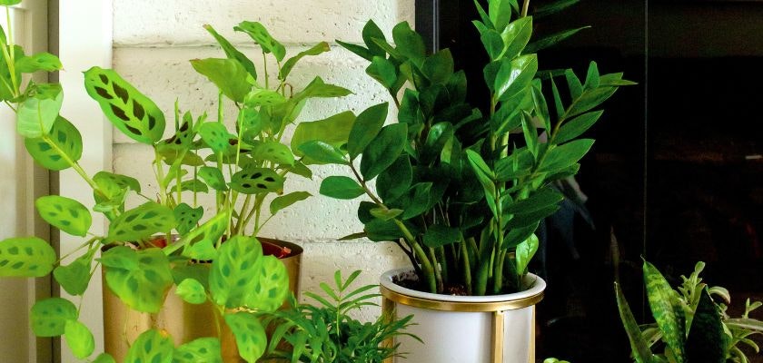 Lush indoor plants in stylish pots, creating a vibrant green corner in a cozy living space.