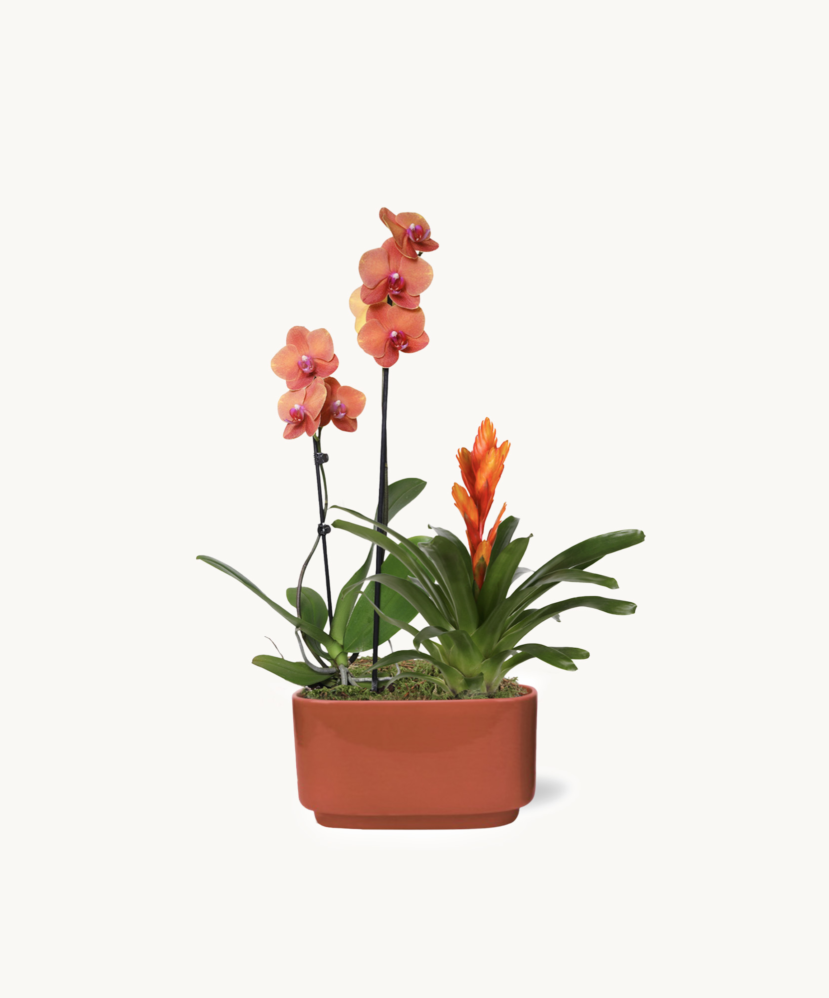 Elegant potted orchids in vibrant peach and orange hues, ideal for home decor and gifting.