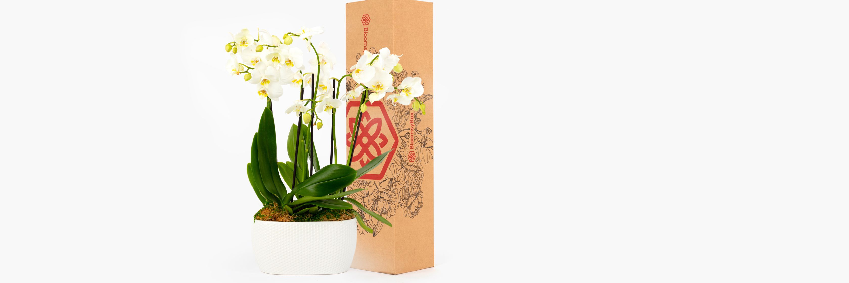 Elegant white orchids in a stylish pot, packaged in a beautifully illustrated gift box.