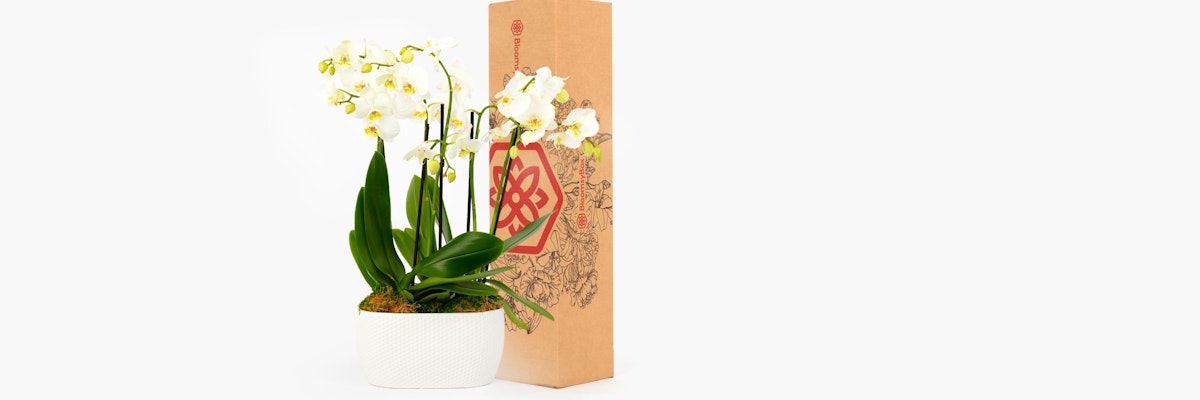 Elegant white orchids in a stylish pot, packaged in a beautifully illustrated gift box.