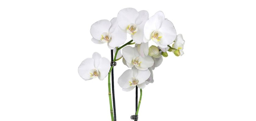 Elegant white orchids with delicate petals, perfect for home decor or special occasions.
