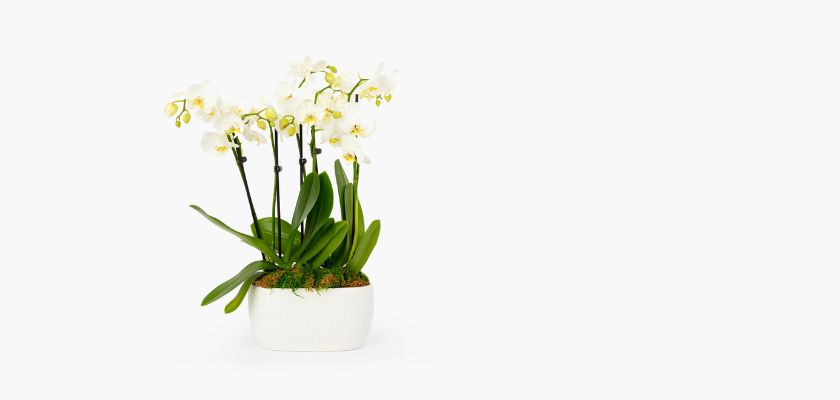 Elegant white orchids with lush green leaves, potted in a modern white planter for stylish decor.