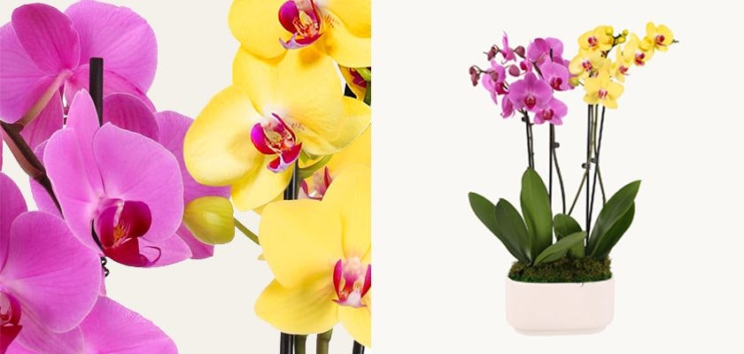 Vibrant orchid arrangement featuring purple and yellow blooms in a modern planter, ideal for decor.