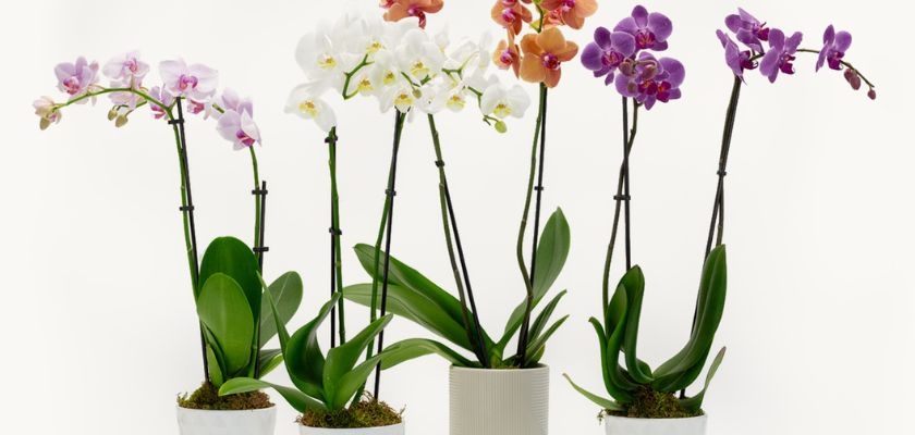 Vibrant collection of potted orchids in varying colors, showcasing elegance and beauty.