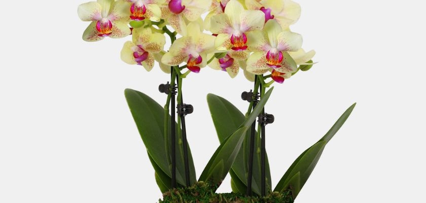 Elegant yellow orchids with striking purple accents, arranged in a lush green setting.