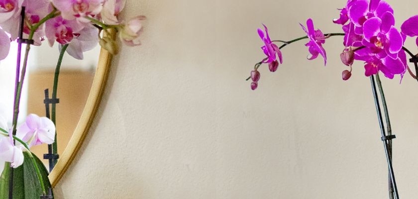 Vibrant pink orchids elegantly displayed beside a round mirror, enhancing the decor.