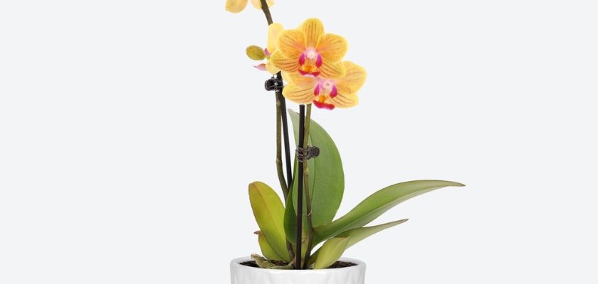 Vibrant yellow orchid with pink accents in a sleek white pot, adding elegance to any space.