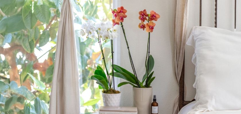 Elegant orchid plants in pastel colors, enhancing a serene bedroom ambiance.