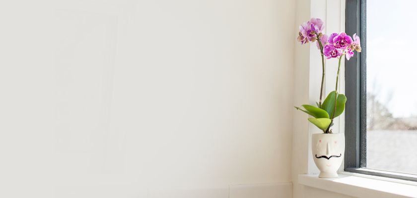 Delicate purple orchids in a charming planter, brightening a sunlit windowsill.