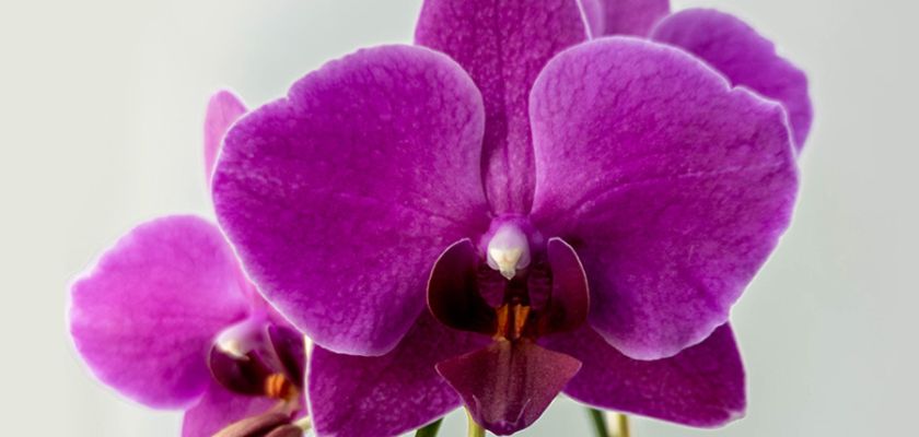 Vibrant purple orchids featuring delicate petals, perfect for elegant floral arrangements.
