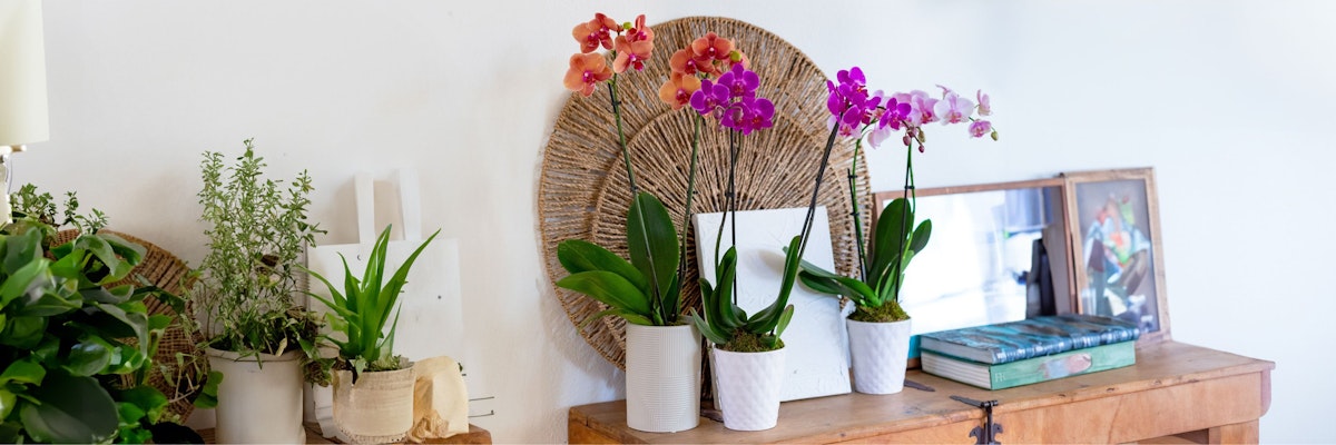 Elegant orchid arrangements in vibrant colors, displayed on a rustic wooden table with greenery.
