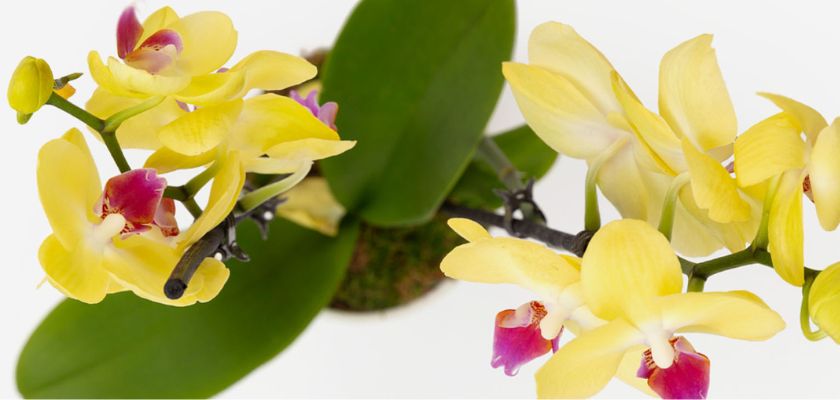 Vibrant yellow and pink orchid flowers gracefully arranged on green foliage, exuding elegance.