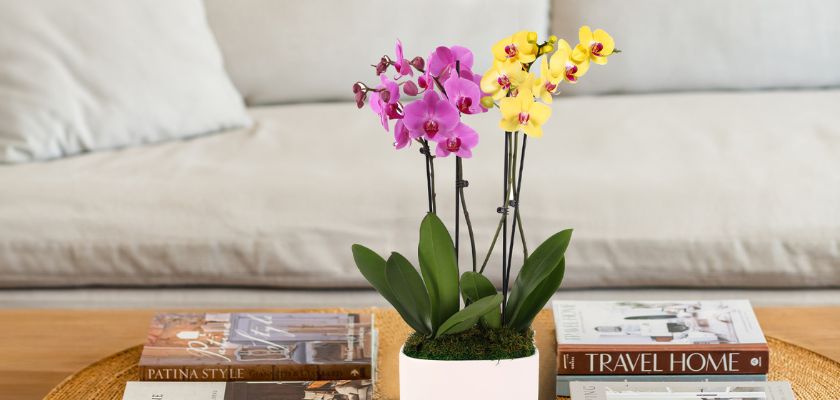 Vibrant orchids in a modern white pot, enhancing a cozy living room decor with elegance.