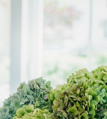 Lush green hydrangea blooms arranged elegantly near a sunlit window, creating a tranquil atmosphere.