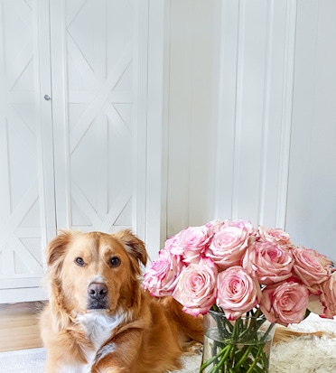 A golden retriever sits beside a beautiful vase of pink roses, creating a heartwarming scene.