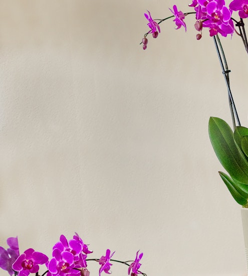 Vibrant purple orchids elegantly displayed in a minimalist pot, enhancing any decorative setting.