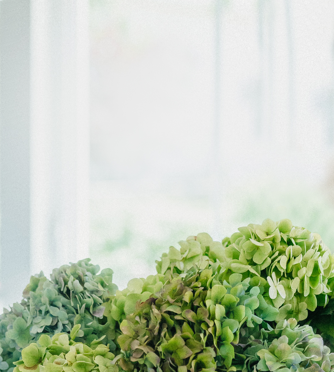 Lush green hydrangea blooms softly arranged in a bright, airy setting.