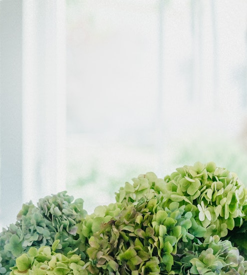 Lush green hydrangea blooms softly arranged in a bright, airy setting.