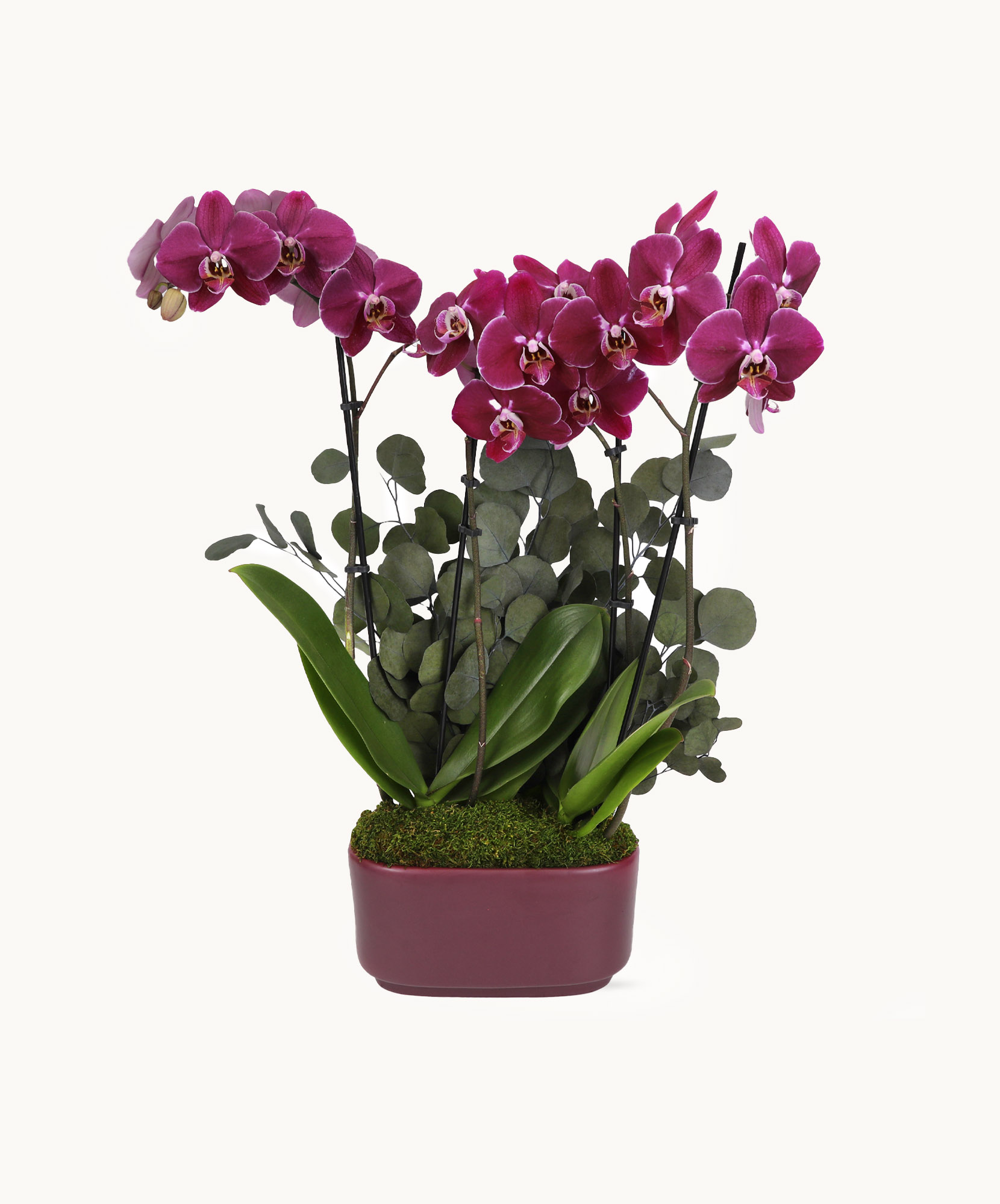 大人 可愛い 服  Zen Garden Orchid トップス