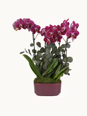 Vibrant purple orchids paired with lush greenery in an elegant planter, ideal for home decor.