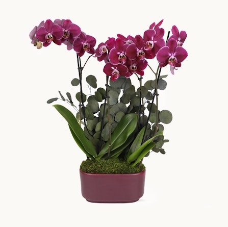 Vibrant purple orchids paired with lush greenery in an elegant planter, ideal for home decor.
