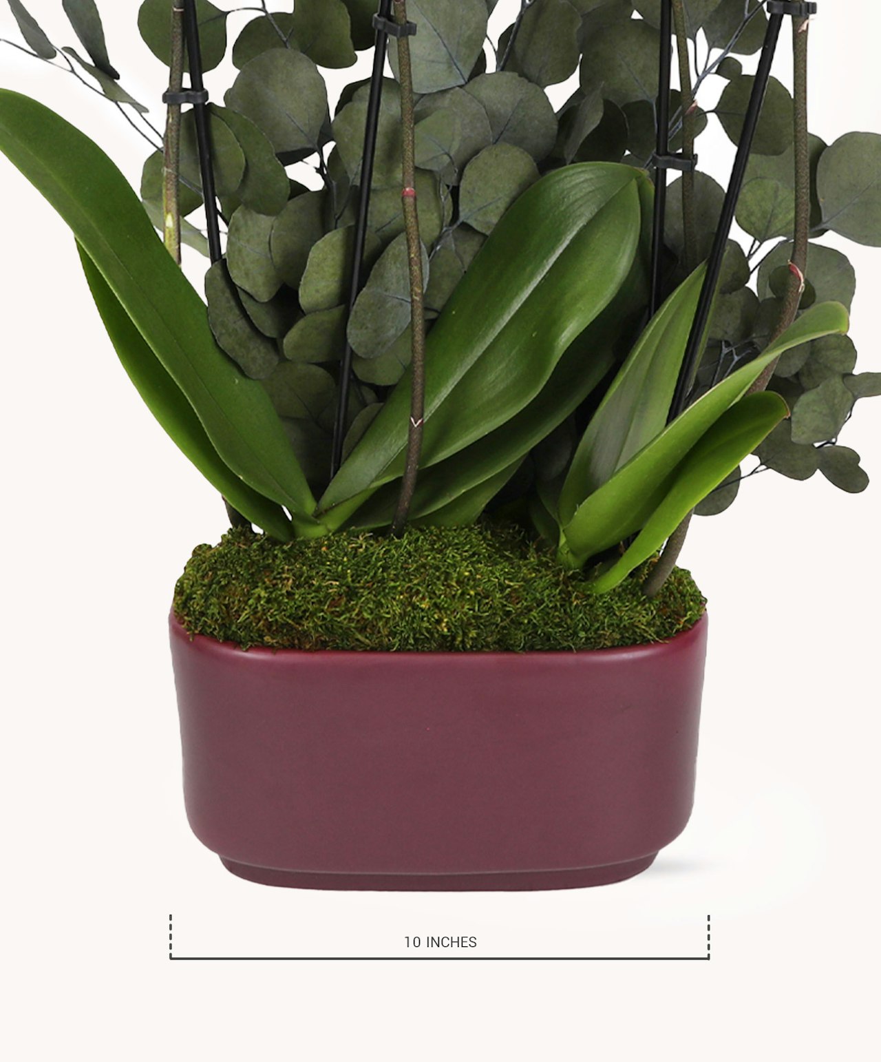 Elegant potted orchid with lush green leaves, displayed in a stylish maroon planter.