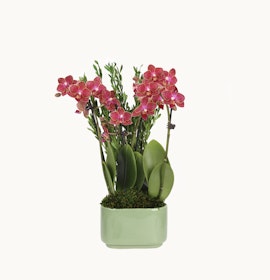 Vibrant pink orchids elegantly displayed in a green ceramic pot, surrounded by lush greenery.
