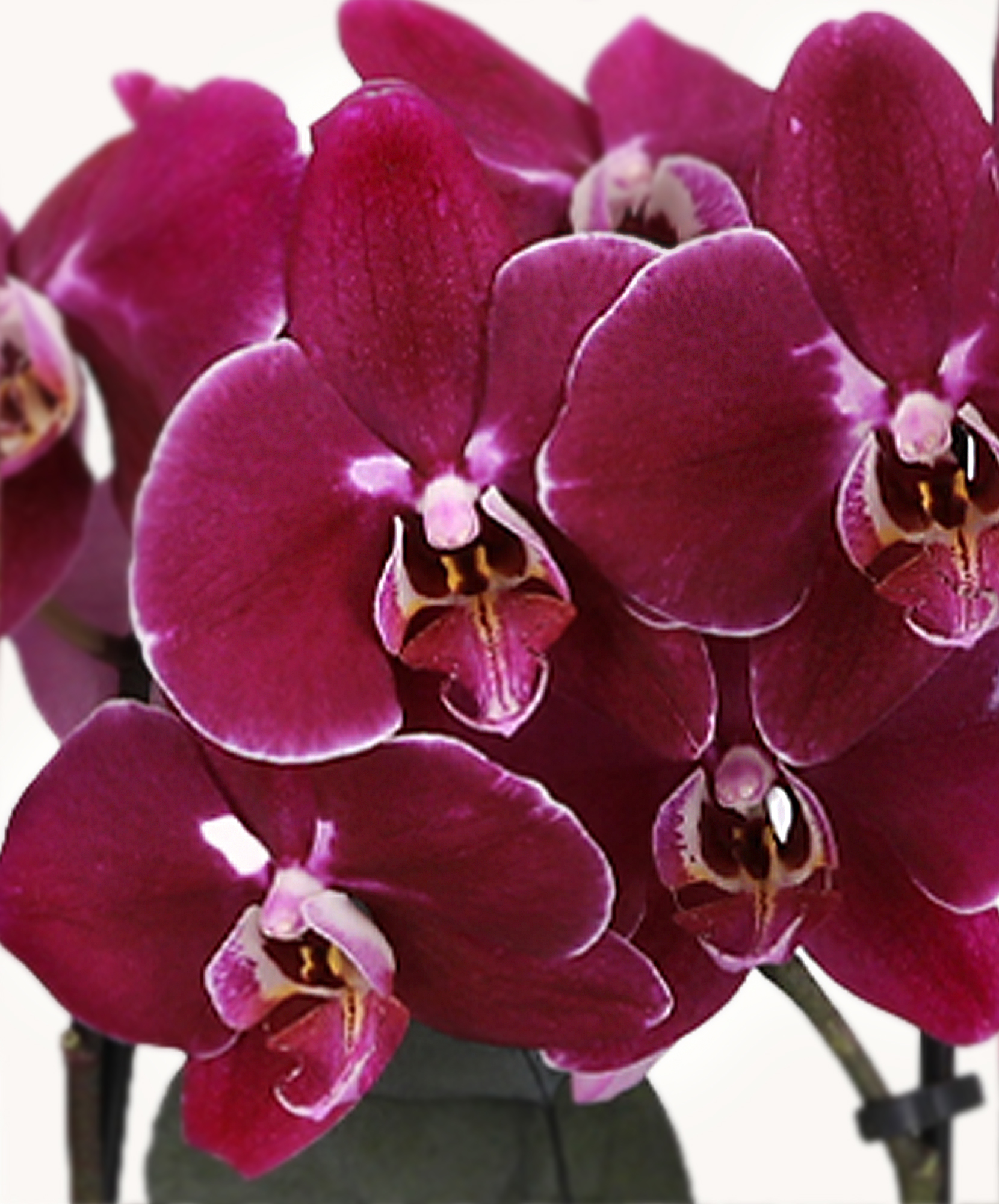 1739370138-bb1478p-zen-garden-