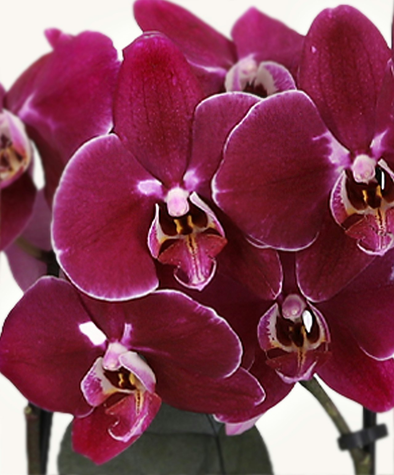 Vibrant purple orchids in full bloom, showcasing intricate petals and elegance.