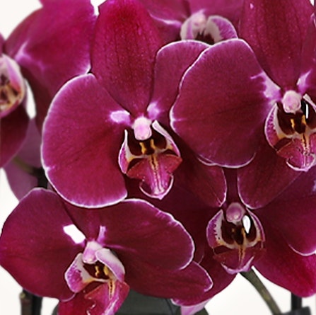 Vibrant purple orchids in full bloom, showcasing intricate petals and elegance.