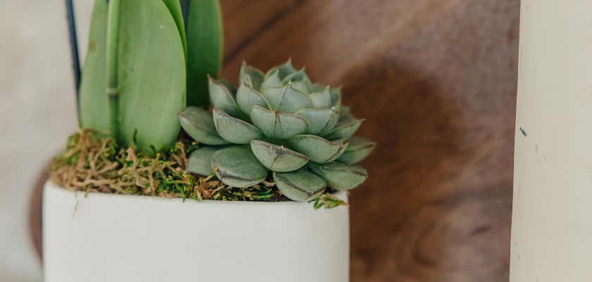 A modern planter featuring lush green succulents and vibrant foliage, perfect for home decor.
