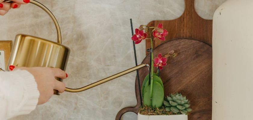 A person watering a stylish indoor plant arrangement with vibrant orchids in a modern setting.