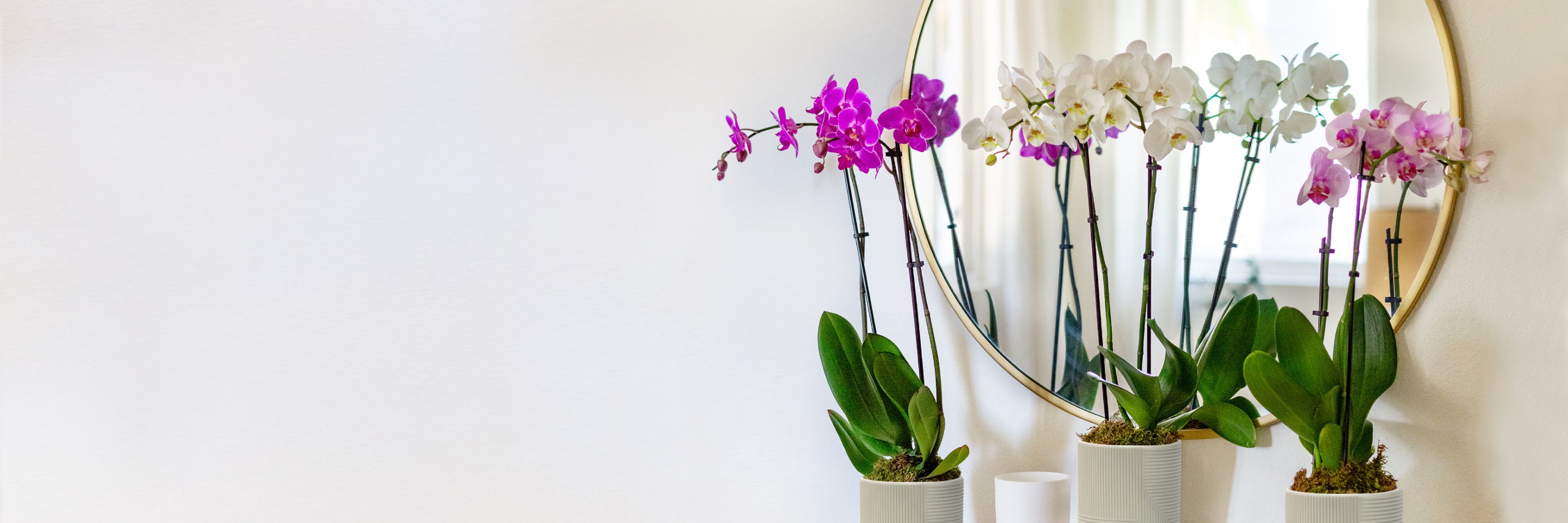 Elegant orchids in white and purple, displayed in chic pots near a round mirror, enhancing decor.