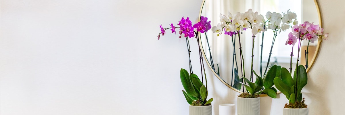 Elegant orchids in white and purple, displayed in chic pots near a round mirror, enhancing decor.