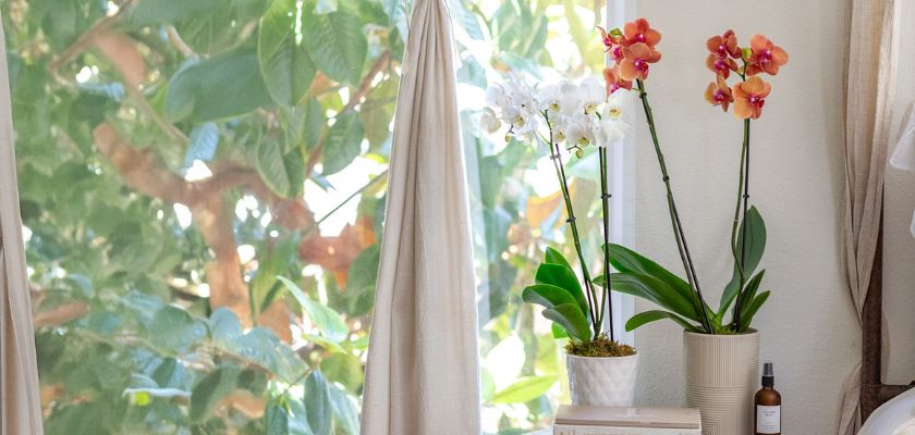 Elegant orchids in vibrant hues, gracefully displayed near a sunlit window, enhancing home decor.