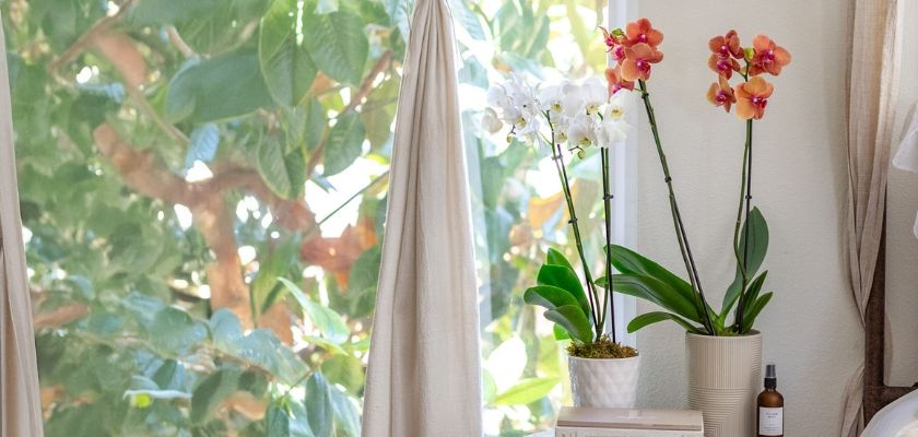 Elegant orchids in vibrant hues, gracefully displayed near a sunlit window, enhancing home decor.