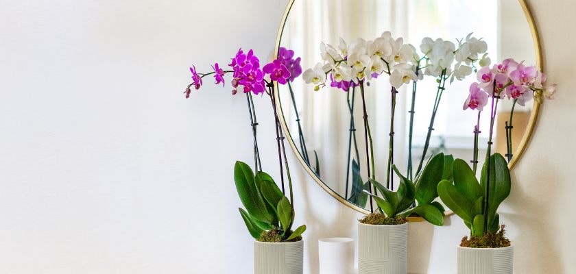 Elegant display of vibrant orchids in modern planters, reflecting in a chic round mirror.