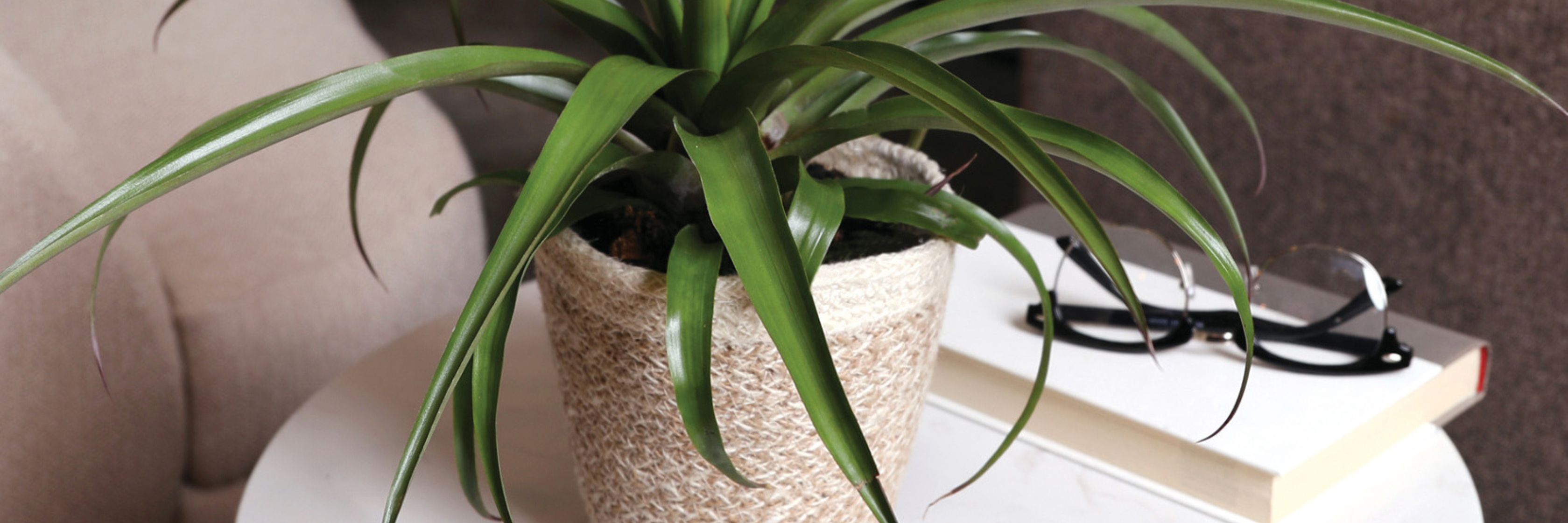 A vibrant indoor plant in a woven pot, enhancing the cozy living space decor.