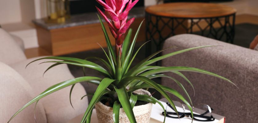 Vibrant pink bromeliad plant in a woven pot, adding a splash of color to a modern living room decor.