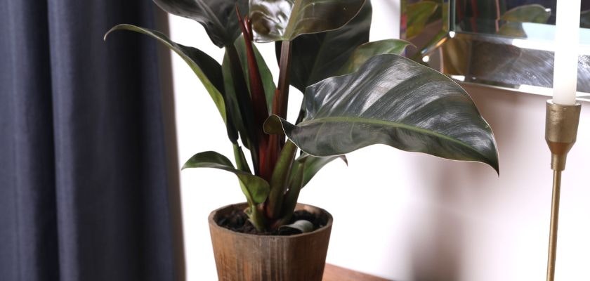 Lush green philodendron plant in a decorative pot beside a mirror, enhancing the room's decor.