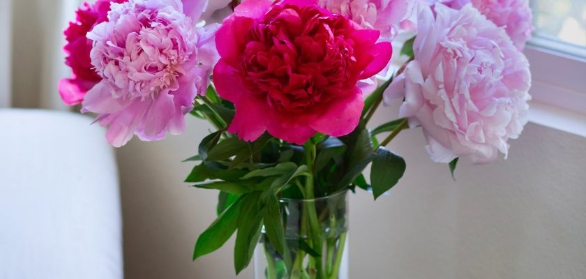 Vibrant pink and white peonies arranged in a clear vase, enhancing any indoor space.
