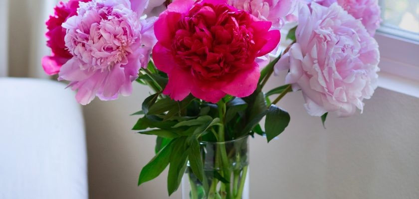 Vibrant pink and white peonies arranged in a clear vase, enhancing any indoor space.