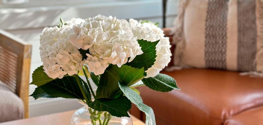 A chic arrangement of white hydrangeas in a clear vase, enhancing a cozy living room ambiance.