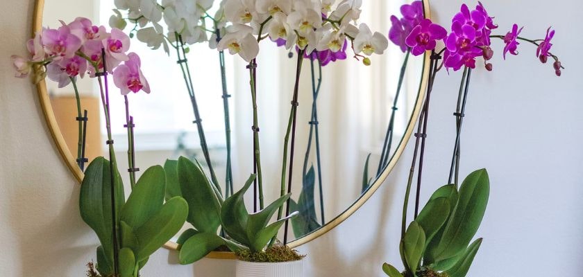 Elegant display of vibrant orchids in white and purple hues, reflected in a round mirror.