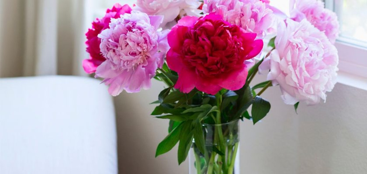 Vibrant pink and blush peonies arranged gracefully in a clear vase by a window, adding charm to any space.