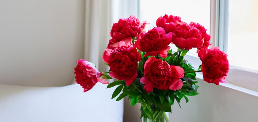 Vibrant red peonies arranged in a vase, brightening a sunlit living space.