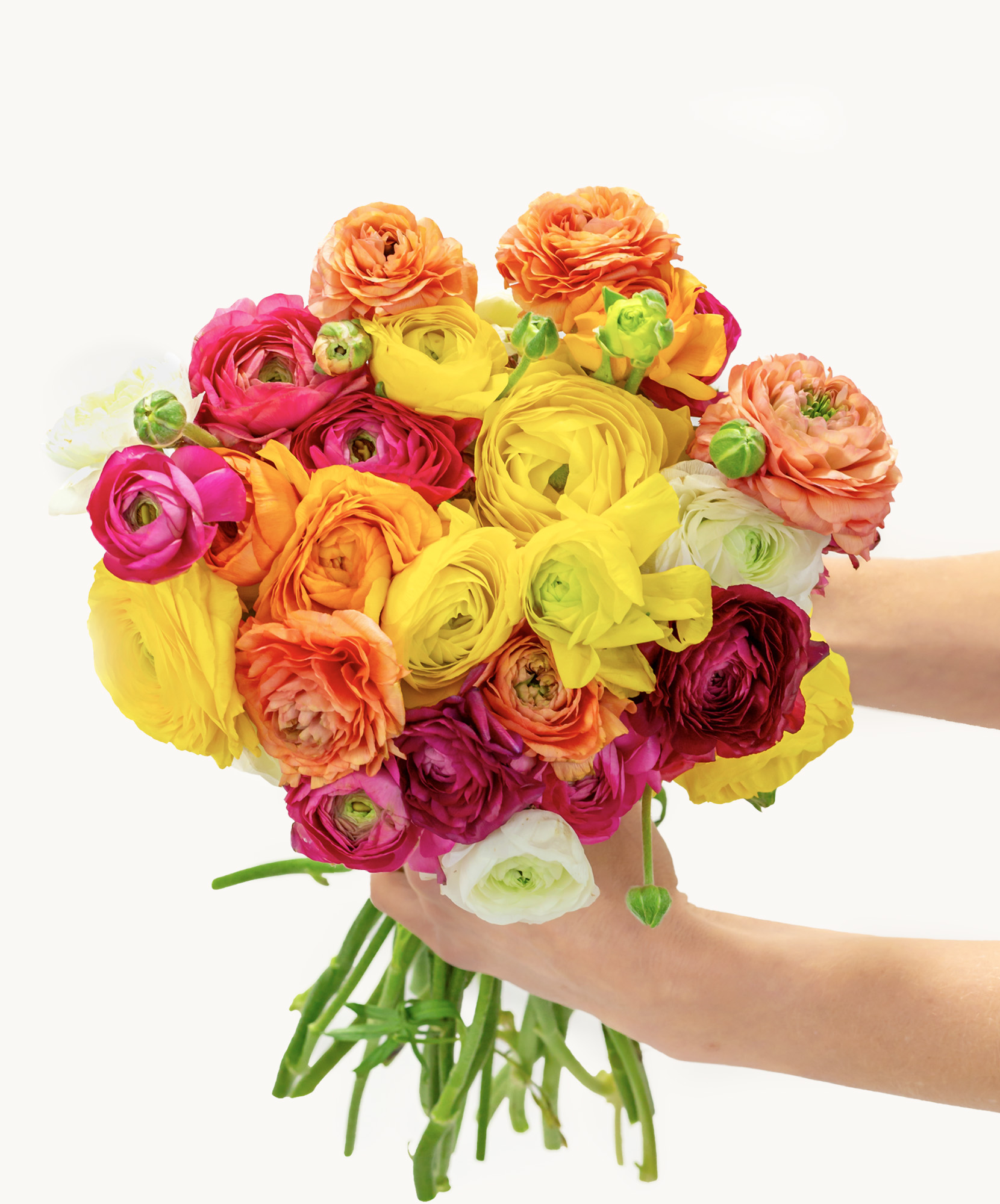 A vibrant bouquet of 30 premium ranunculus stems in white, orange, pink, red, and yellow.