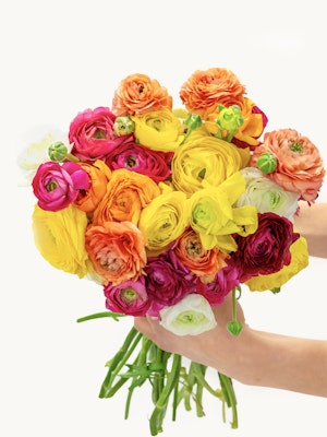 A vibrant bouquet of 30 premium ranunculus stems in white, orange, pink, red, and yellow.