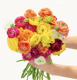 A vibrant bouquet of 30 premium ranunculus stems in white, orange, pink, red, and yellow.