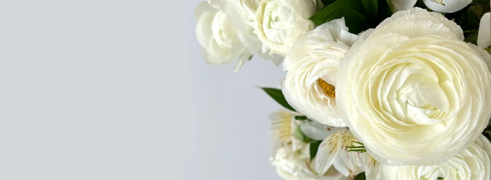 Elegant white ranunculus blooms surrounded by lush greenery in a soft, romantic floral arrangement.